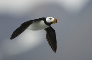 horned puffin